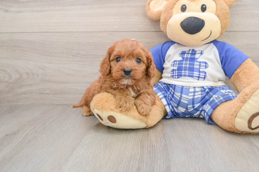 Small Cavapoo Baby