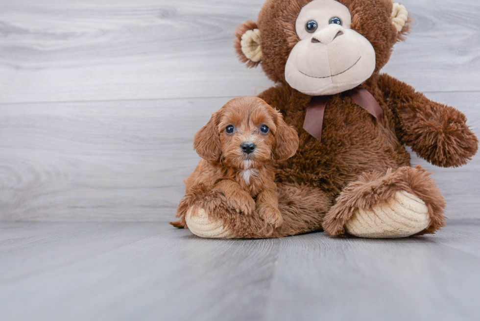 Cavapoo Puppy for Adoption