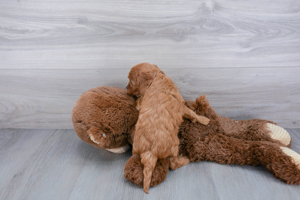 Cavapoo Pup Being Cute