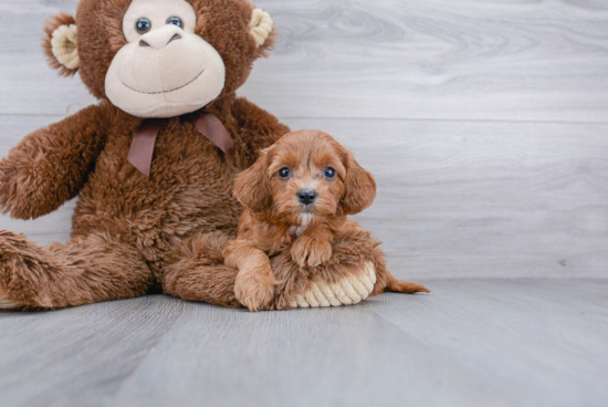 Little Cavoodle Poodle Mix Puppy