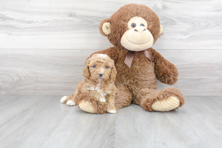 Cavapoo Puppy for Adoption