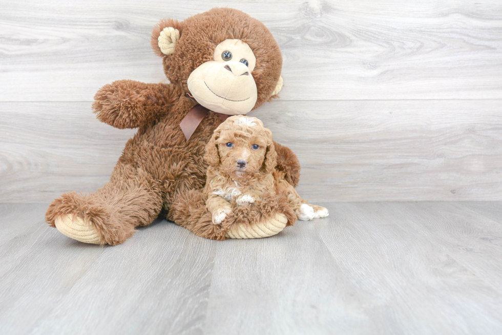 Best Cavapoo Baby