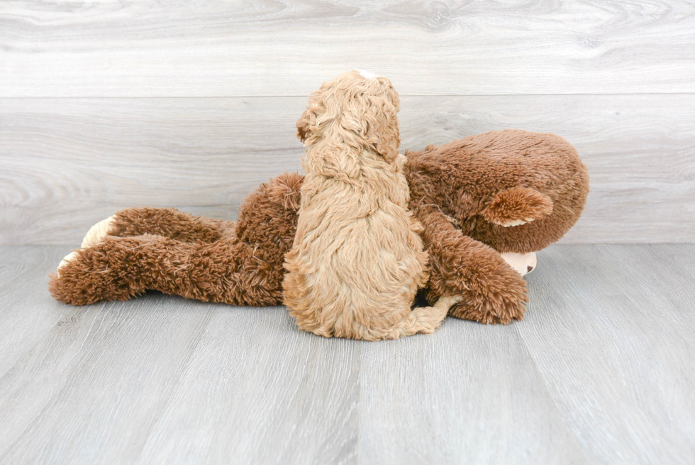 Playful Cavoodle Poodle Mix Puppy