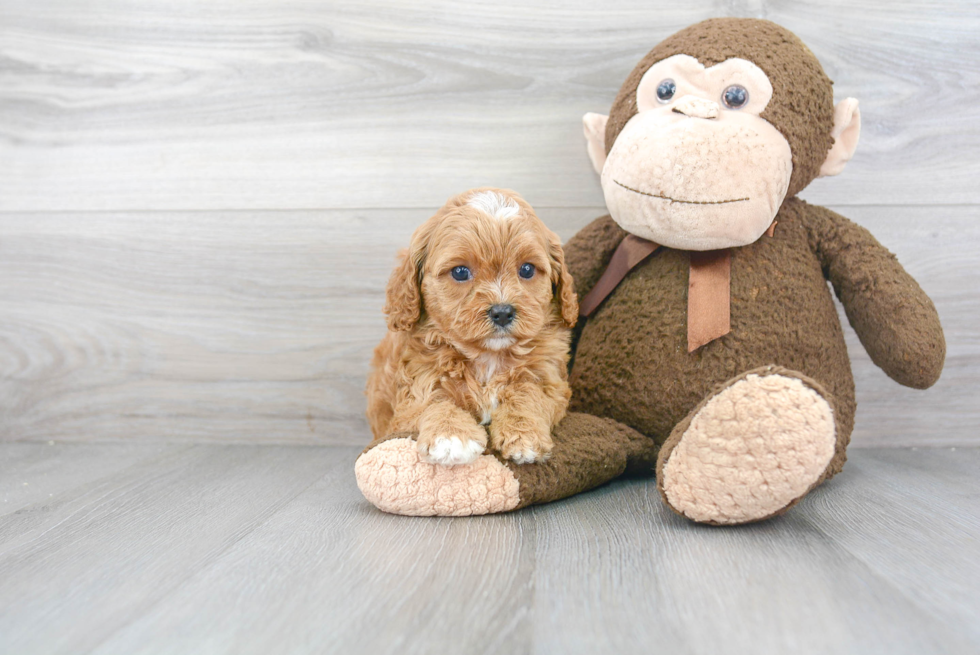 Popular Cavapoo Poodle Mix Pup