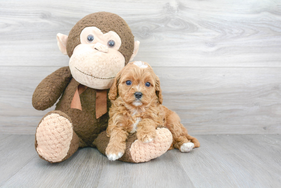 Cute Cavapoo Baby