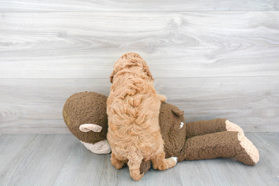 Sweet Cavapoo Baby