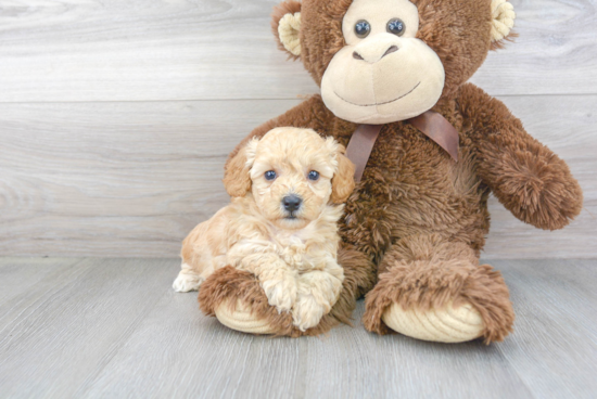 Small Cavapoo Baby