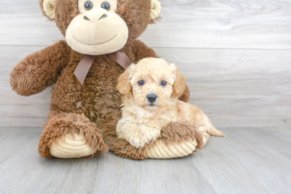 Cavapoo Puppy for Adoption