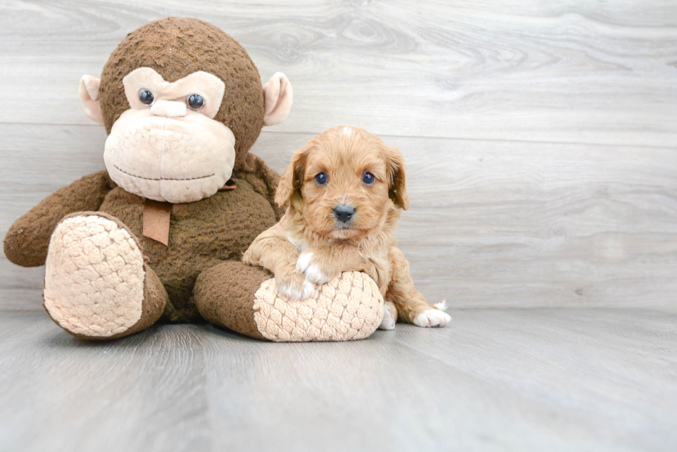 Funny Cavapoo Poodle Mix Pup