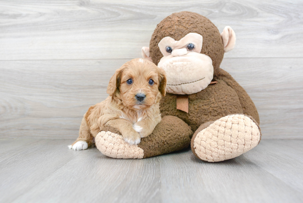 Cavapoo Puppy for Adoption