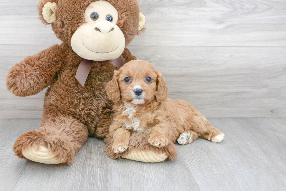 Cavapoo Puppy for Adoption