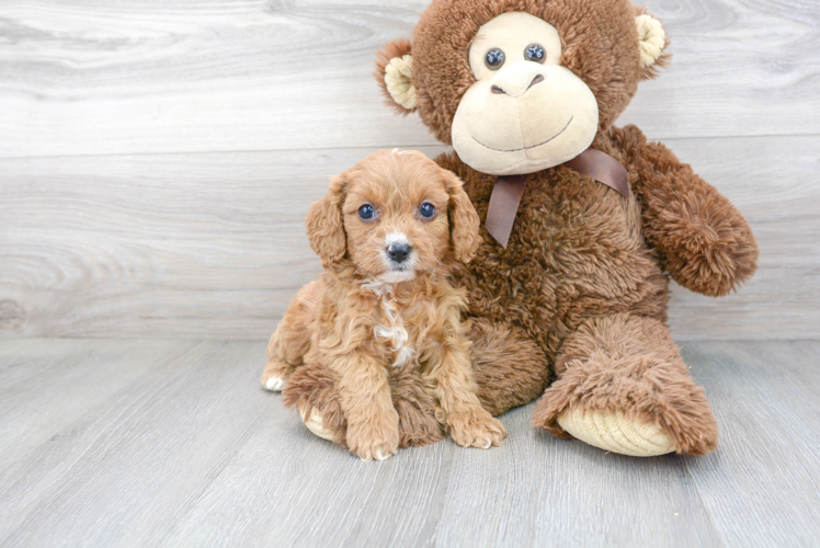 Playful Cavoodle Poodle Mix Puppy