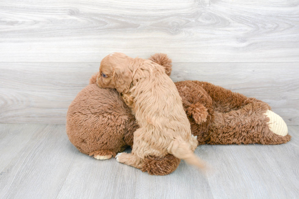 Hypoallergenic Cavoodle Poodle Mix Puppy