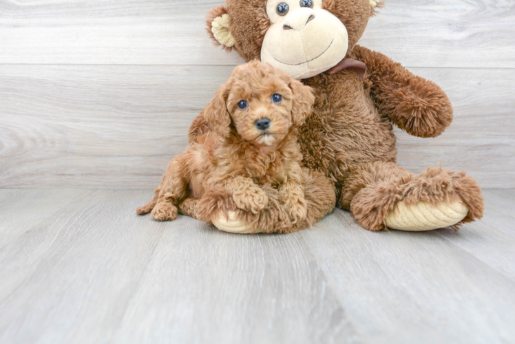 Cavapoo Pup Being Cute