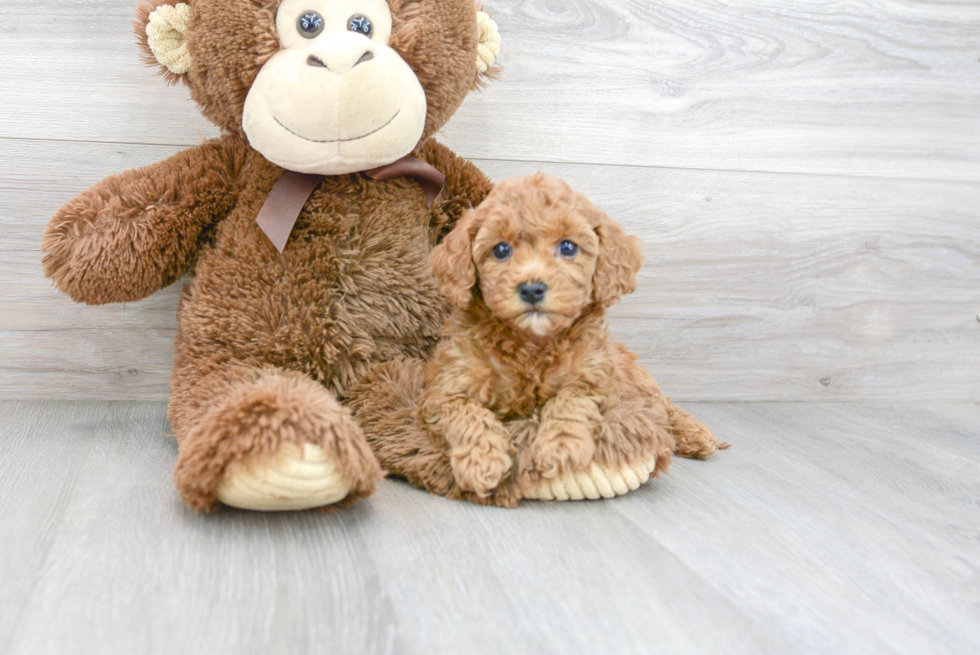 Happy Cavapoo Baby