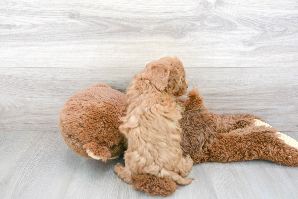 Cavapoo Pup Being Cute