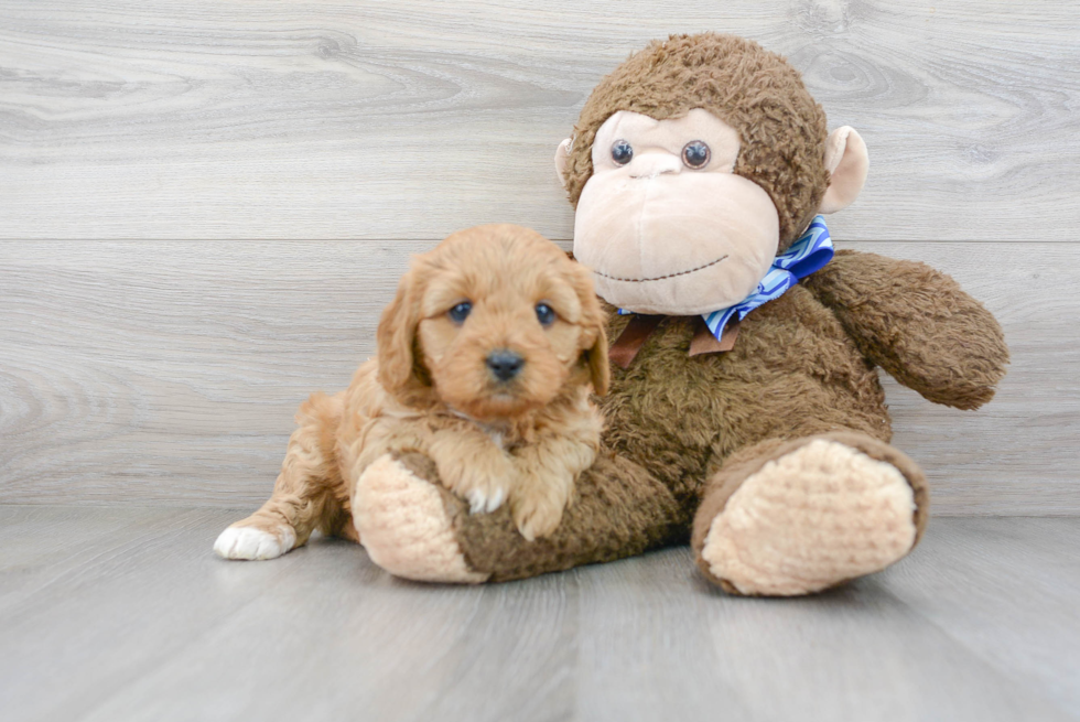 Cavapoo Puppy for Adoption