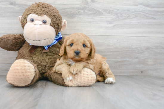 Cavapoo Pup Being Cute