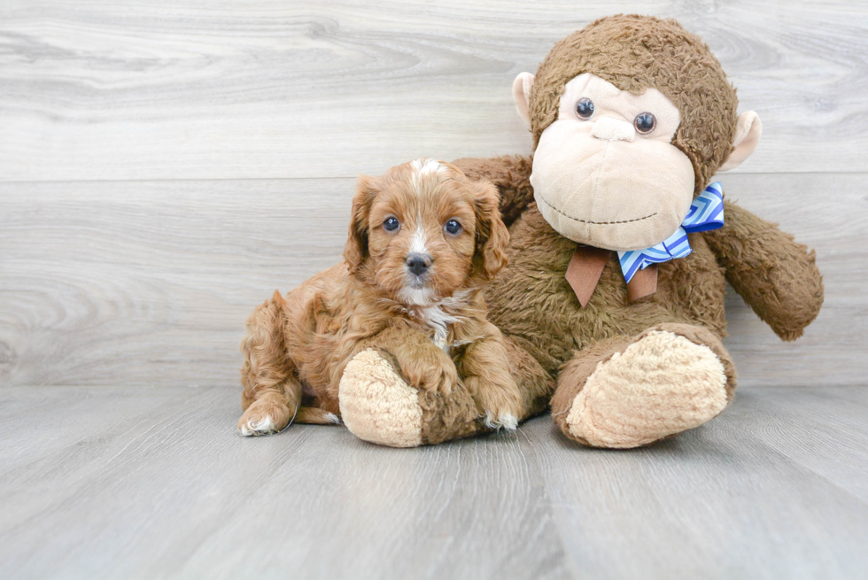 Small Cavapoo Baby