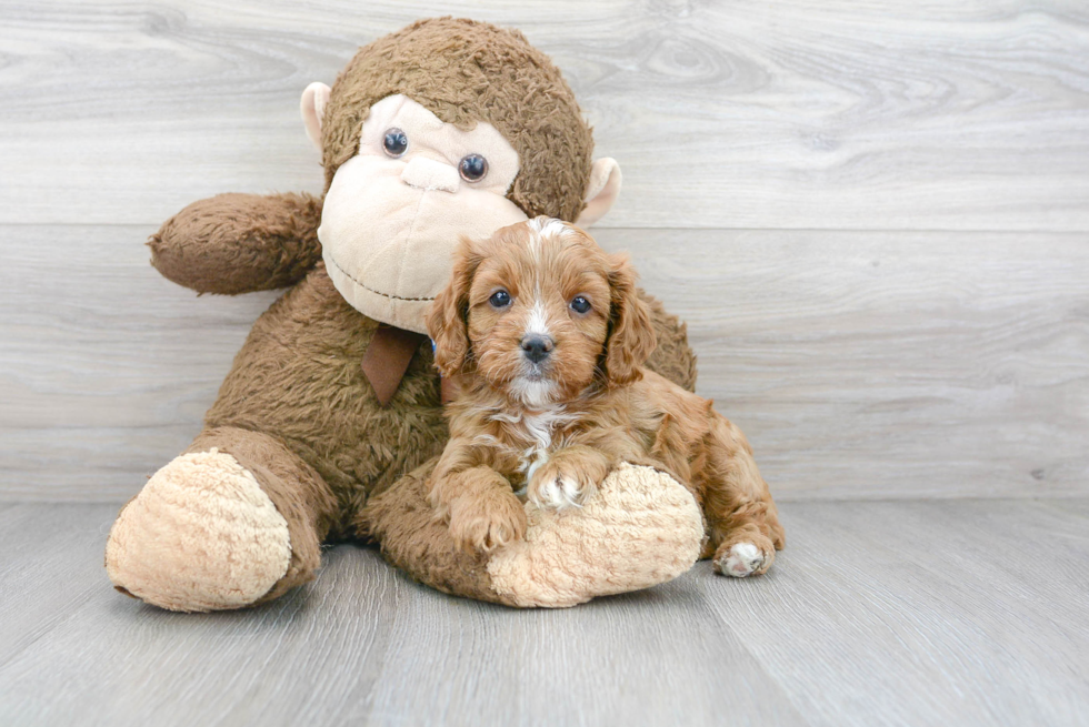 Sweet Cavapoo Baby