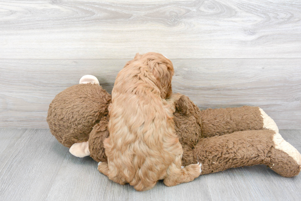 Popular Cavapoo Poodle Mix Pup