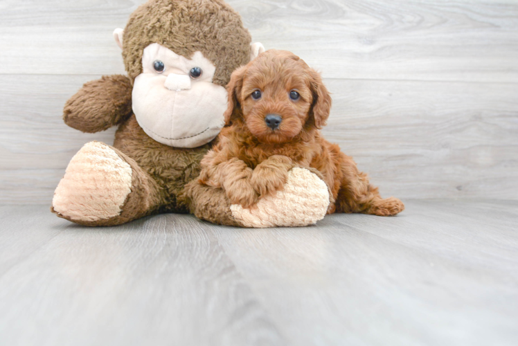 Cute Cavapoo Baby