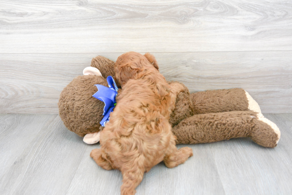 Cavapoo Pup Being Cute