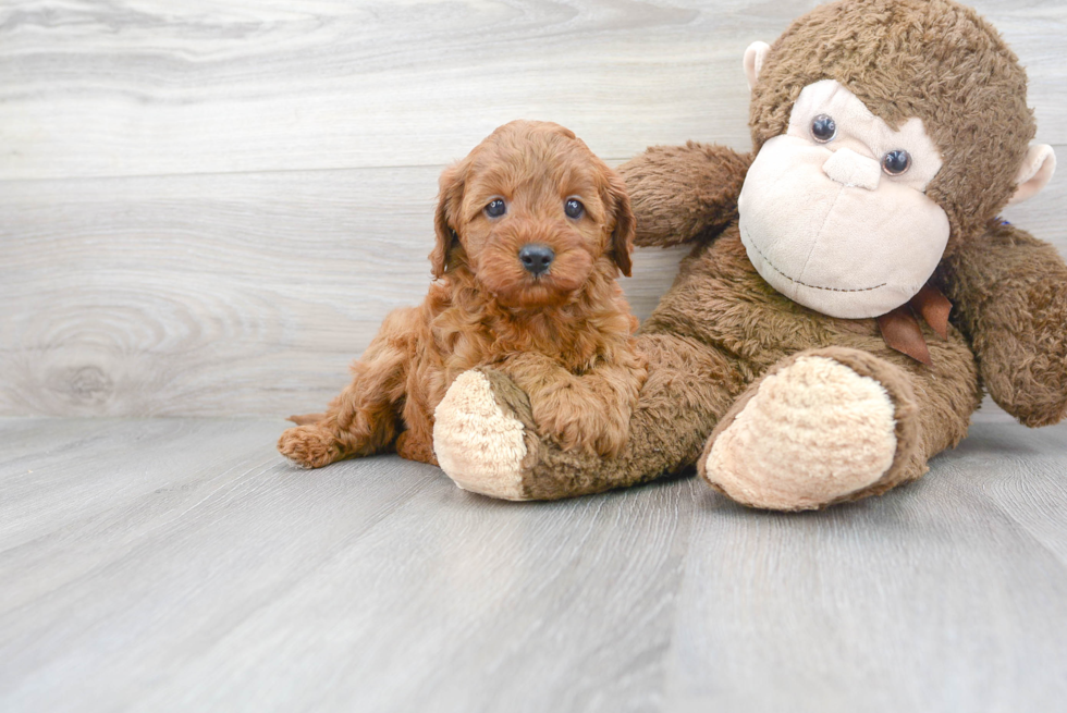 Best Cavapoo Baby
