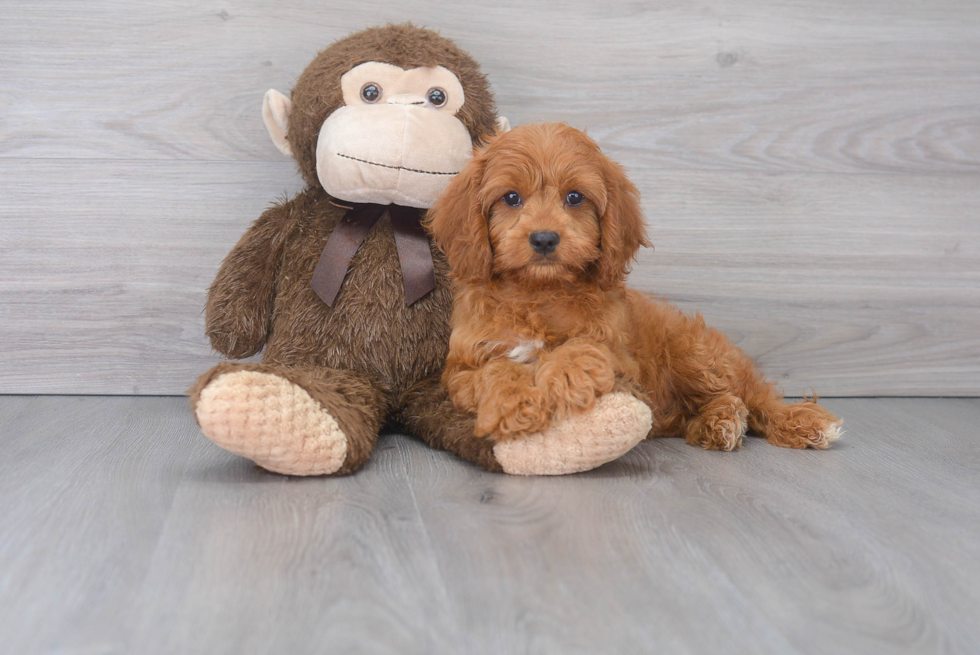 Cavapoo Puppy for Adoption