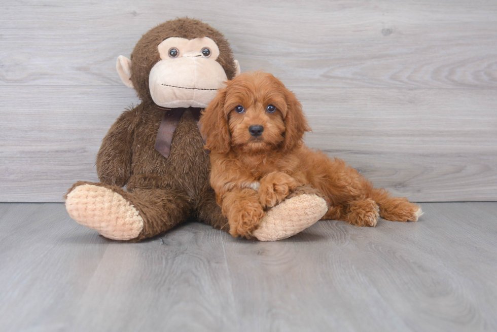 Friendly Cavapoo Baby