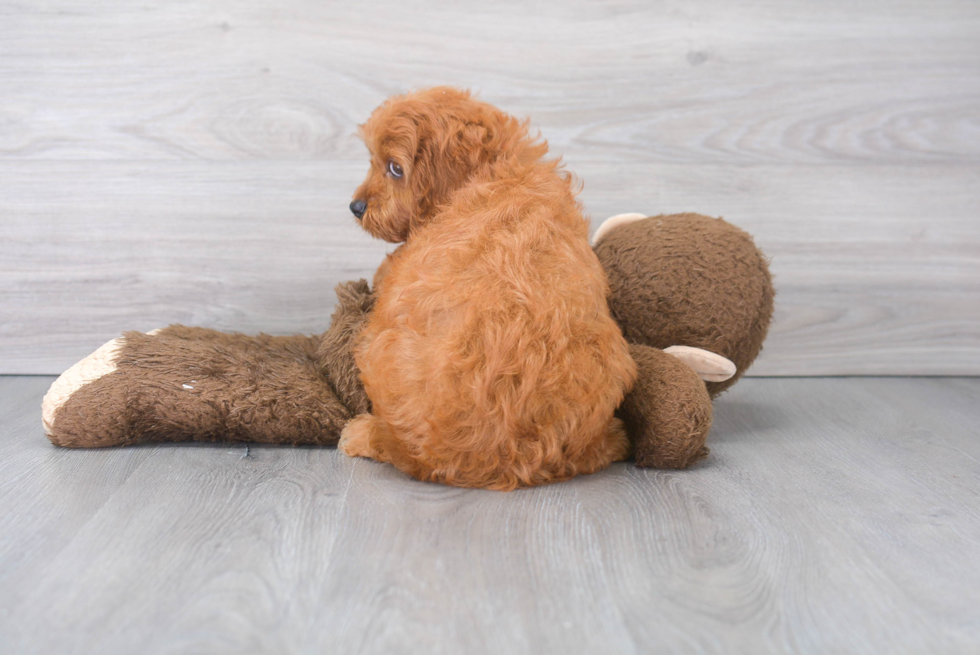 Cavapoo Puppy for Adoption