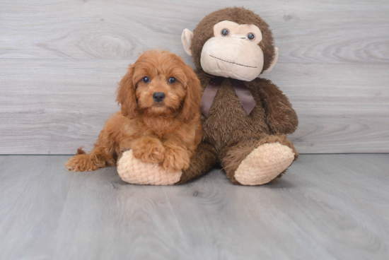 Cavapoo Puppy for Adoption