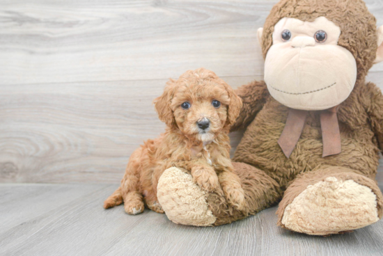 Cavapoo Puppy for Adoption