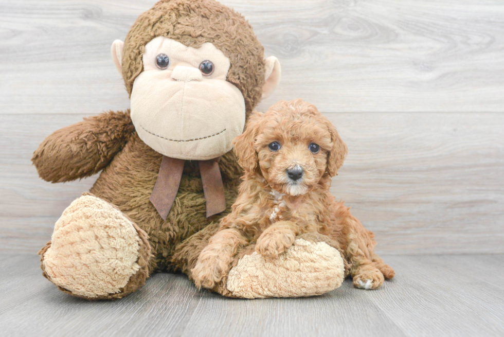 Best Cavapoo Baby