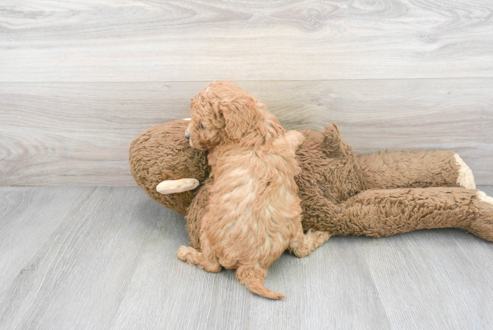 Funny Cavapoo Poodle Mix Pup