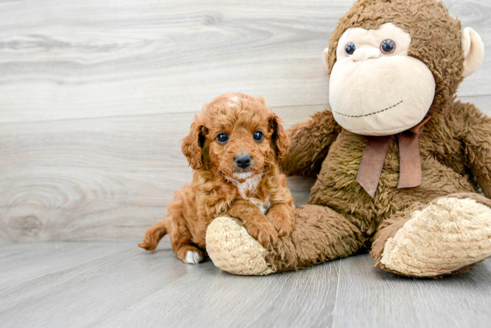 Happy Cavapoo Baby