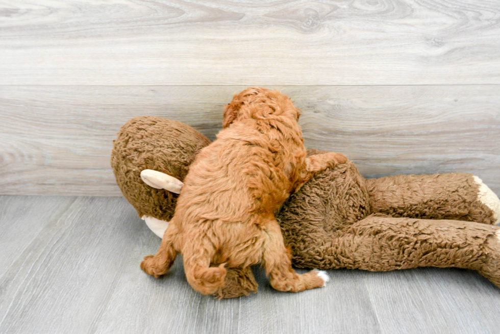 Little Cavoodle Poodle Mix Puppy