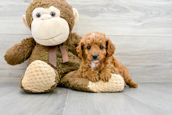 Energetic Cavoodle Poodle Mix Puppy