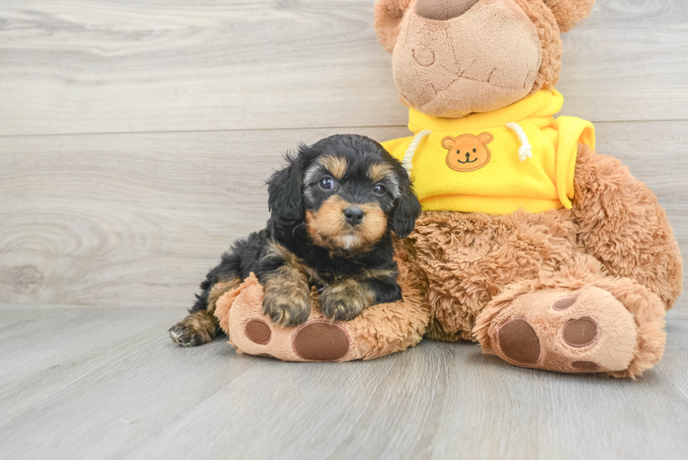 Fluffy Cavapoo Stetson: 4lb 1oz Doodle Puppy