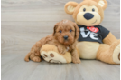 Cavapoo Puppy for Adoption