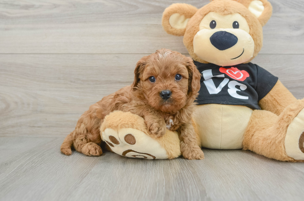 6 week old Cavapoo Puppy For Sale - Premier Pups