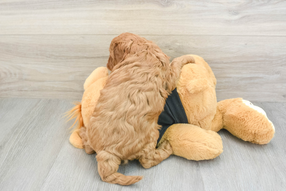 Cavapoo Pup Being Cute