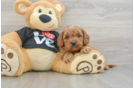 Best Cavapoo Baby