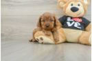 Sweet Cavapoo Baby