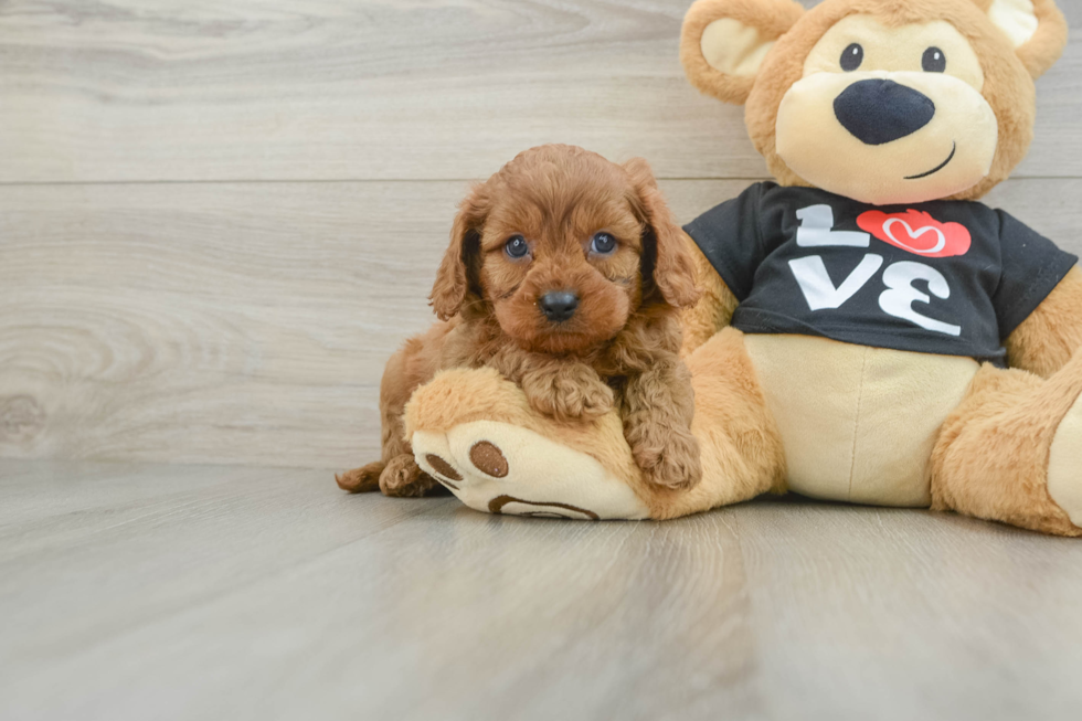 Sweet Cavapoo Baby
