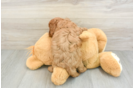Cavapoo Puppy for Adoption