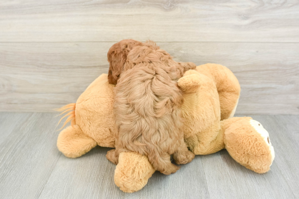 Cavapoo Puppy for Adoption