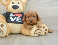 8 week old Cavapoo Puppy For Sale - Premier Pups