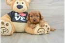 Hypoallergenic Cavadoodle Poodle Mix Puppy