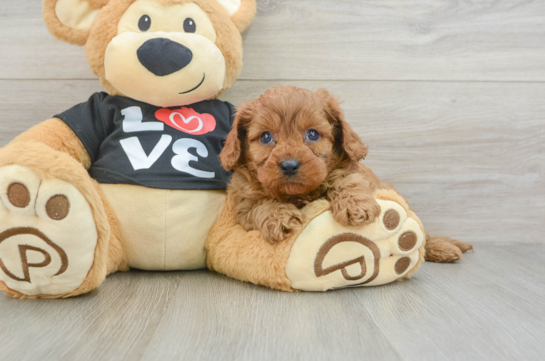 Hypoallergenic Cavadoodle Poodle Mix Puppy